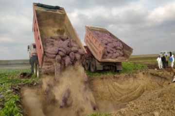 AQTA: Gürcüstan və Türkiyədən gətirilən 73 tondan çox toxumluq kartof məhv edilib